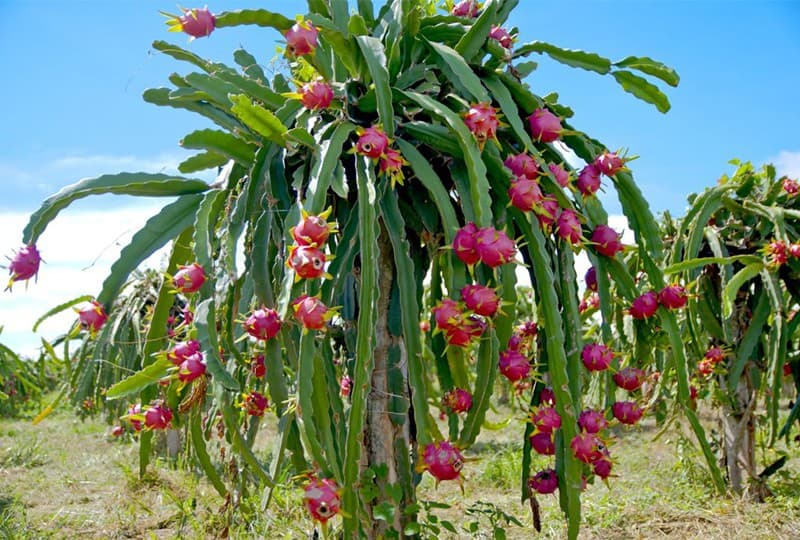 images/1679386962870fruit processing line.jpg